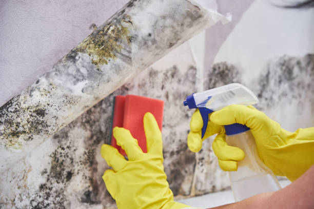 Mold Remediation for Rental Properties